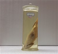 藏品(髭鯛)的圖片